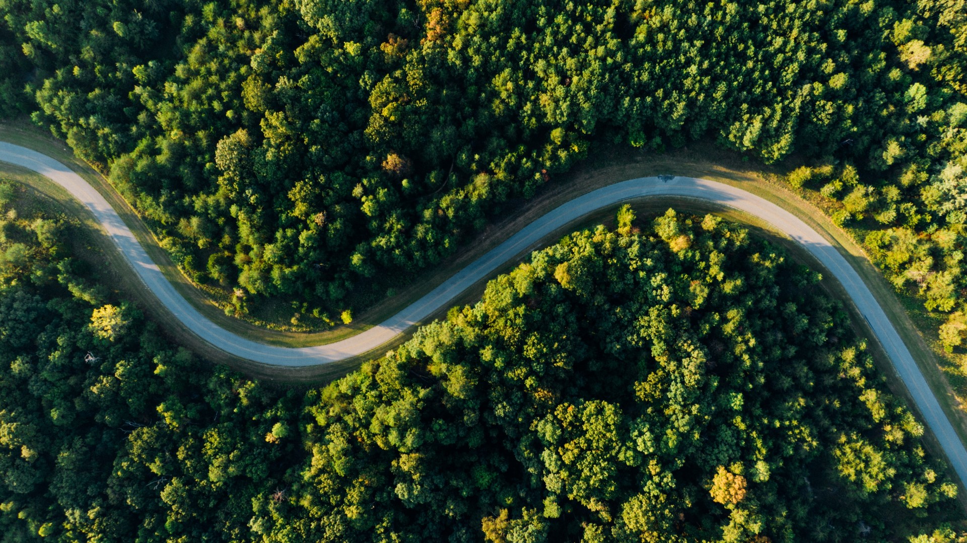 A road in the middle of the forest view from above symbolizing the path Toyotomi Europe takes to a more sustainable future.